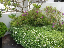 Pavilion Park (phase 2) (D23), Terrace #182300022